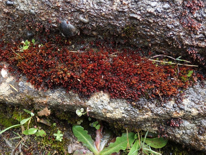 Glossy Red Bryum Moss photo 6