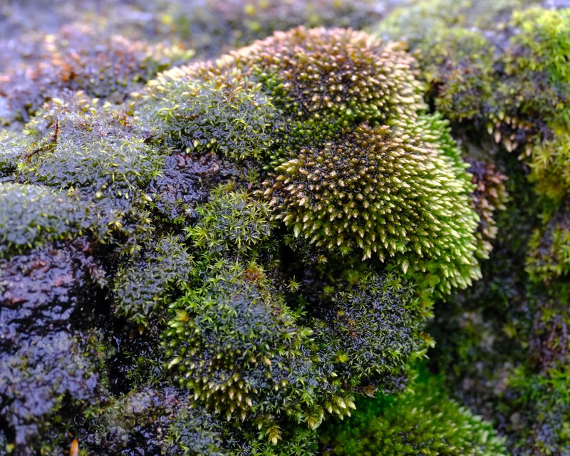 Glossy Red Bryum Moss photo 7