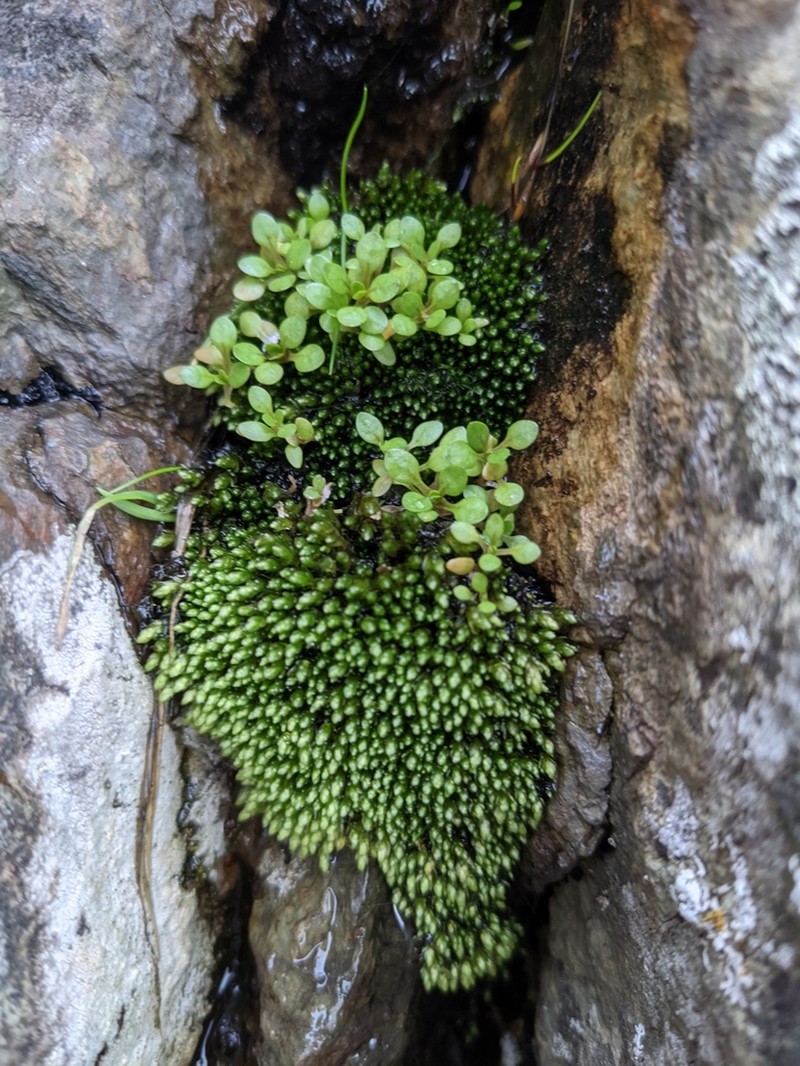 Glossy Red Bryum Moss photo 8