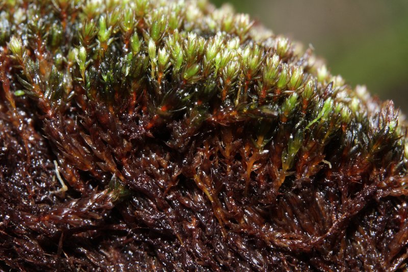 Muehlenbeck's Bryum Moss