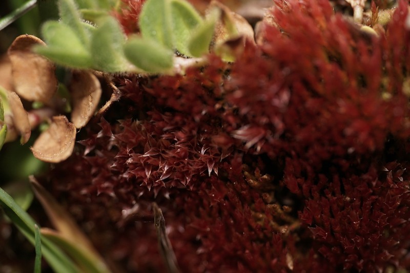 Muehlenbeck's Bryum Moss