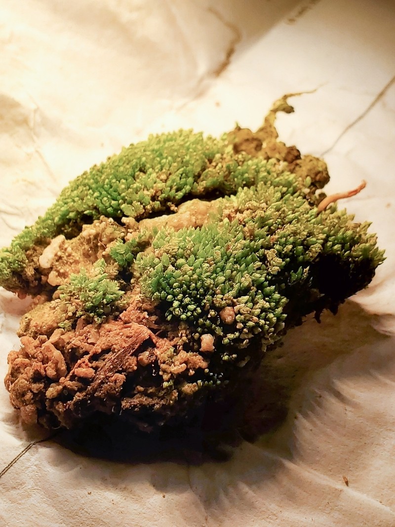 Muehlenbeck's Bryum Moss photo 2