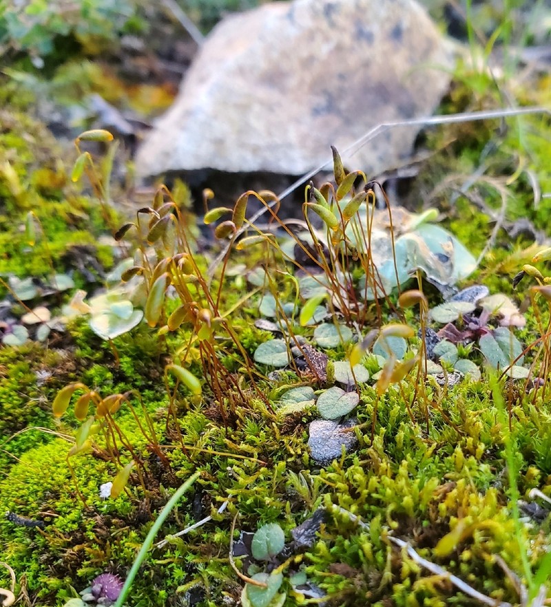 Bryum Moss