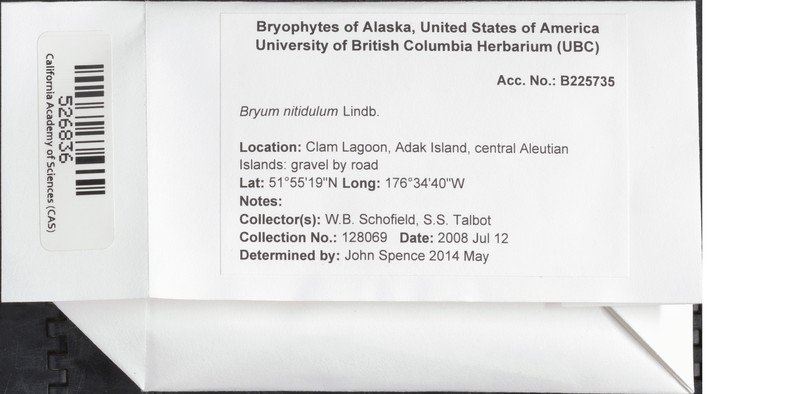 Bryum Moss photo 2