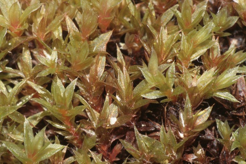 Bryum Moss