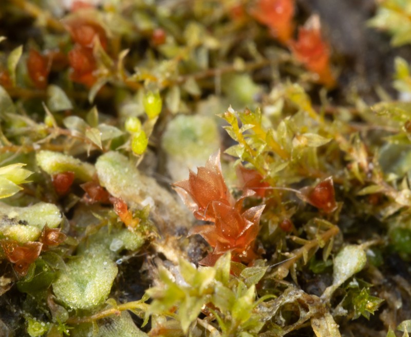Bryum Moss photo 2