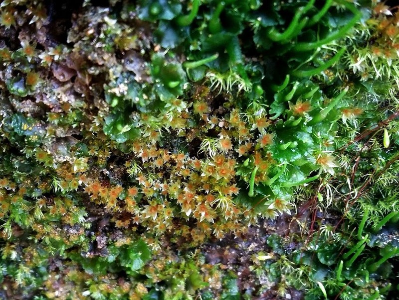 Bryum Moss photo 3