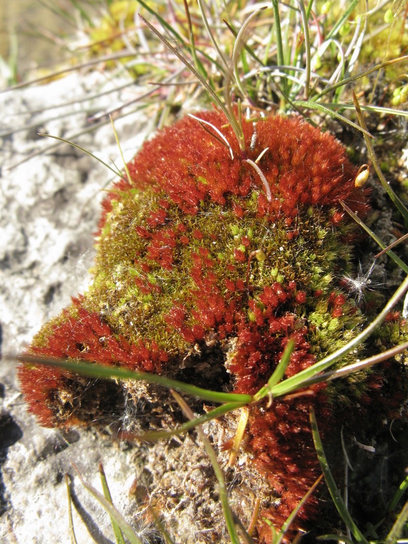 Bryum Moss photo 6