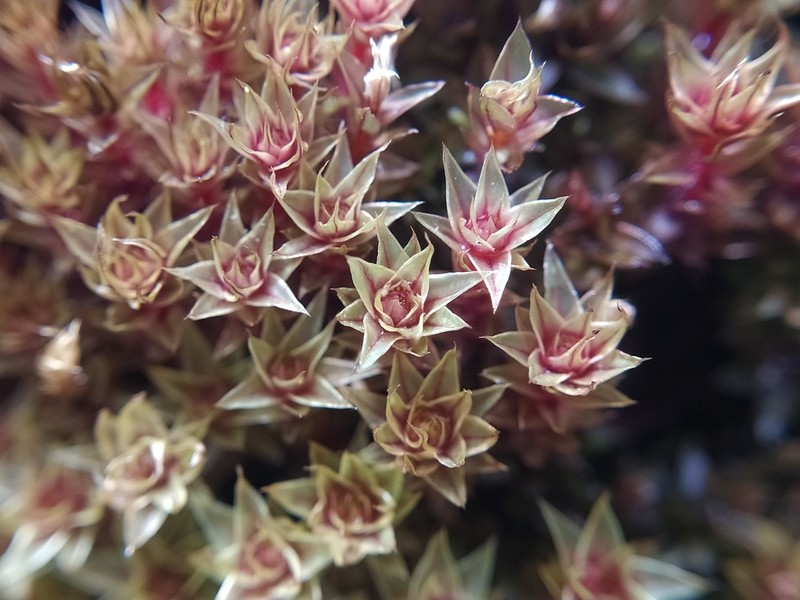 Bryum Moss photo 7