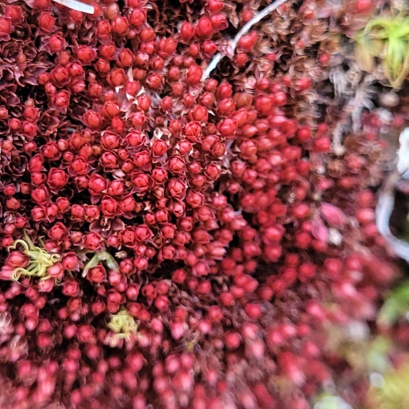Bryum Moss photo 8