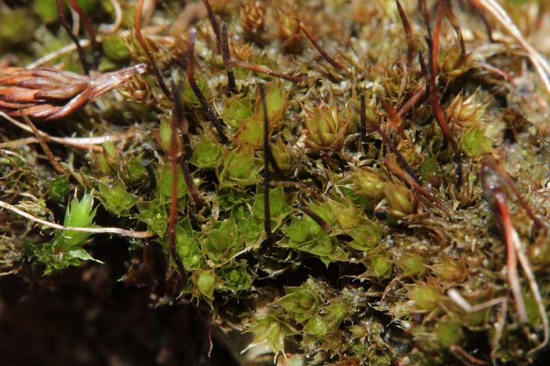 Bryum Moss