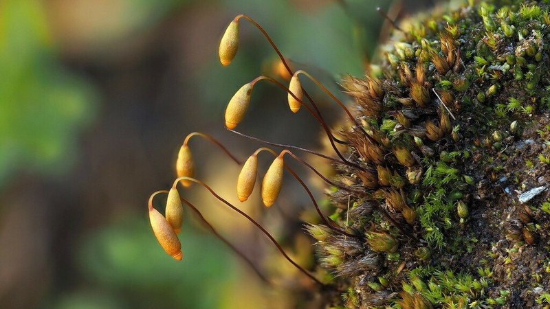 Bryum Moss