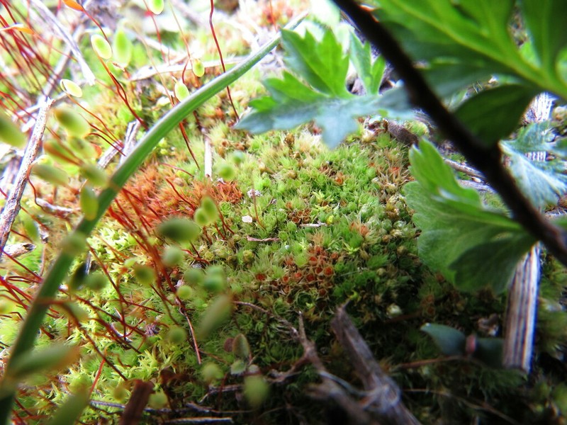 Bryum Moss photo 2