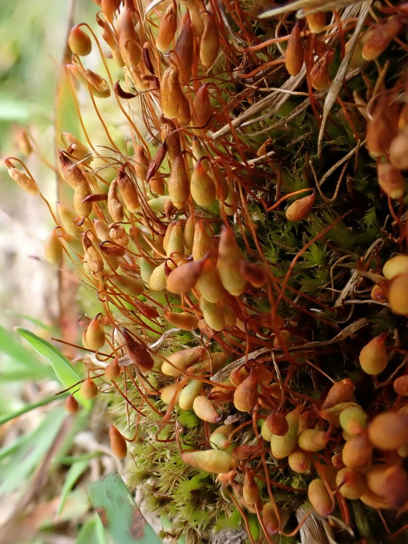 Bryum Moss photo 3