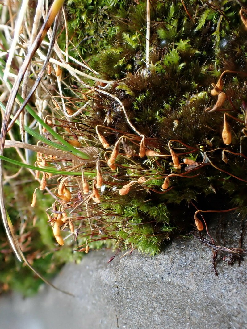 Bryum Moss photo 4