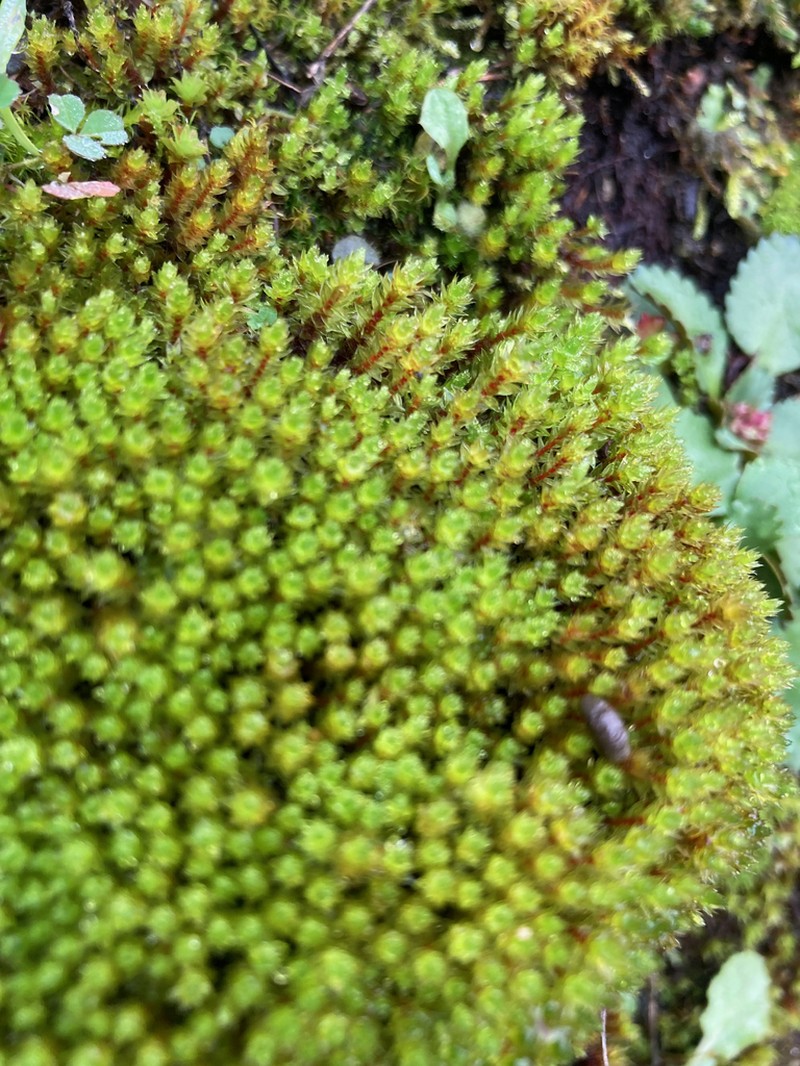 Common Green Bryum Moss photo 2