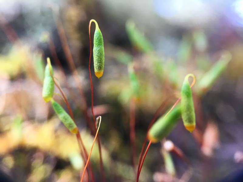 Common Green Bryum Moss photo 3