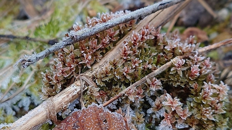 Common Green Bryum Moss photo 4