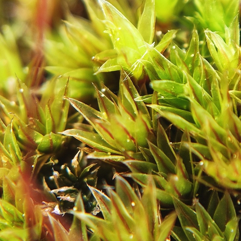 Common Green Bryum Moss photo 5