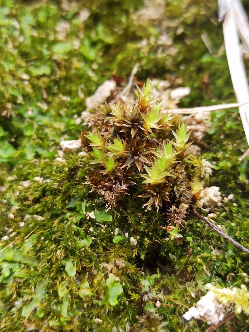 Common Green Bryum Moss photo 6