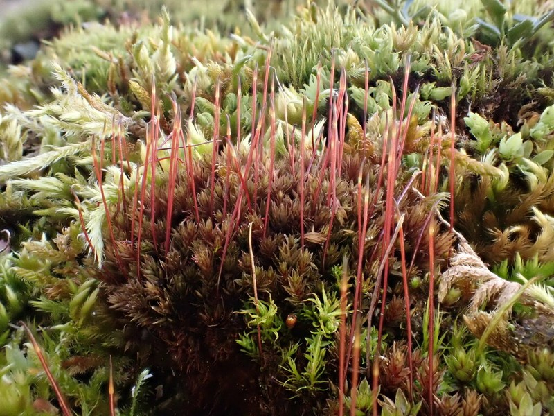 Common Green Bryum Moss photo 7