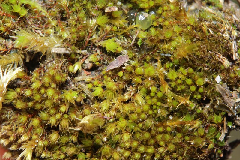 Bryum Moss