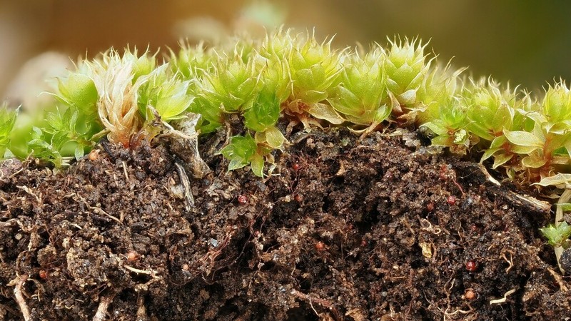 Bryum Moss