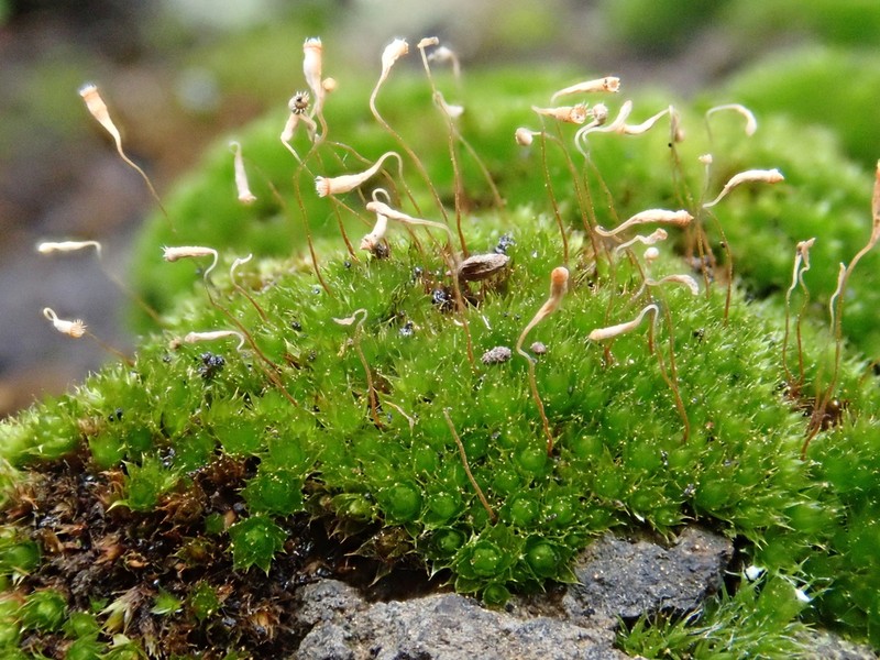 Bryum Moss photo 2