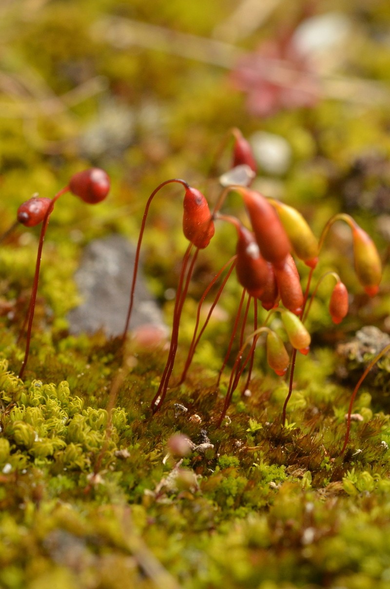 Bryum Moss photo 3
