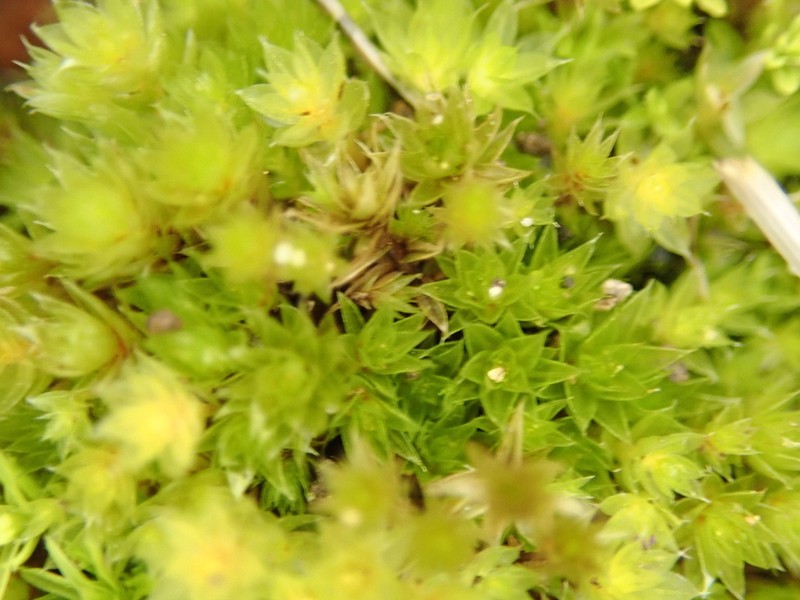 Bryum Moss photo 4