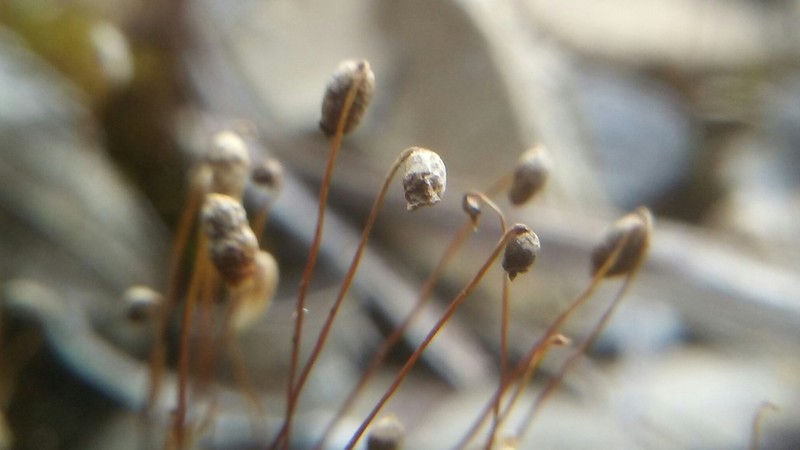 Bryum Moss photo 5