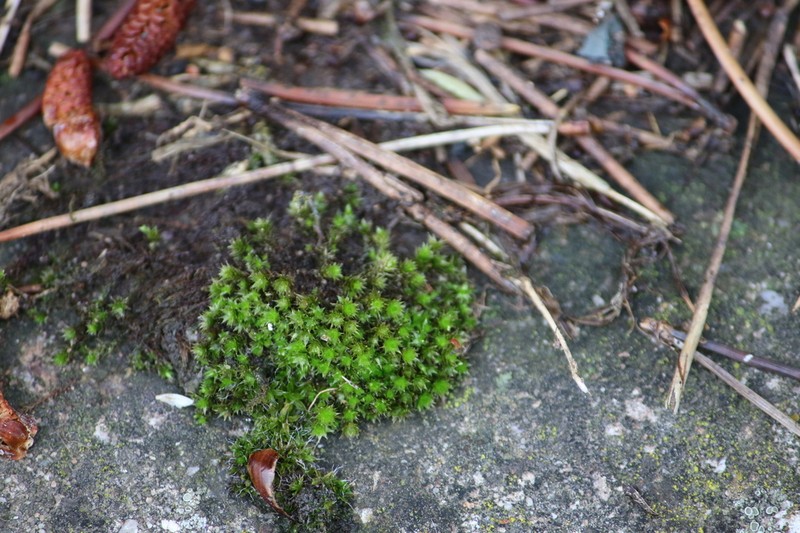 Bryum Moss photo 6