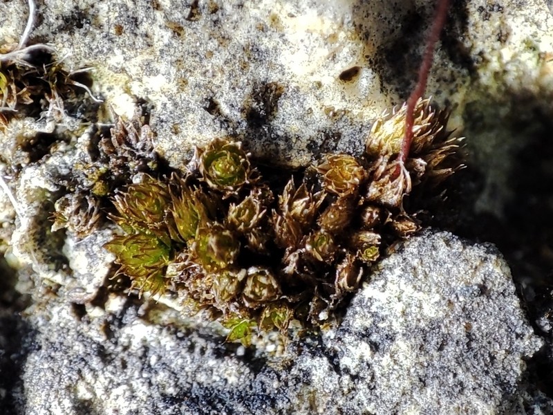 Bryum Moss photo 7