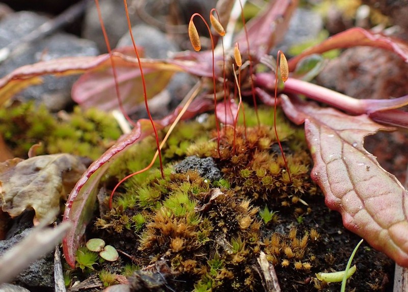 Bryum Moss photo 8