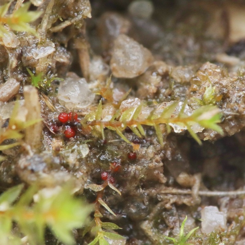 Bryum Moss