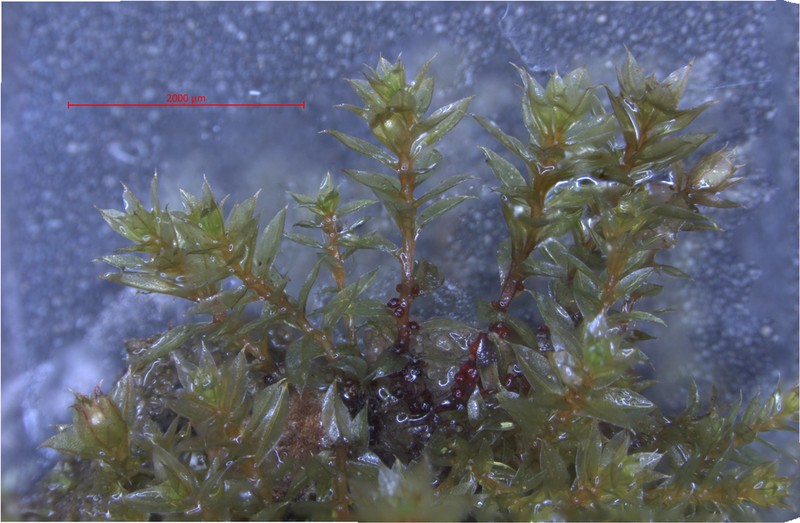 Bryum Moss photo 2