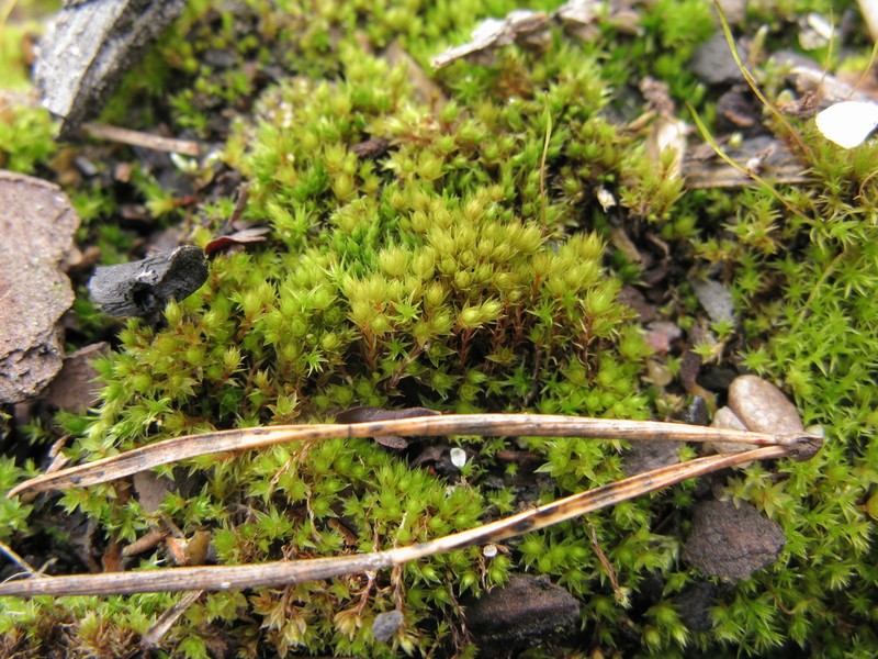 Bryum Moss photo 3