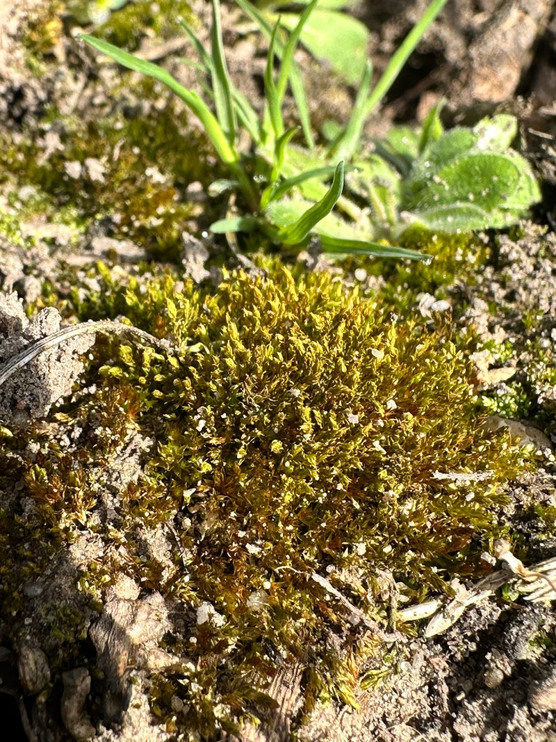 Bryum Moss photo 4