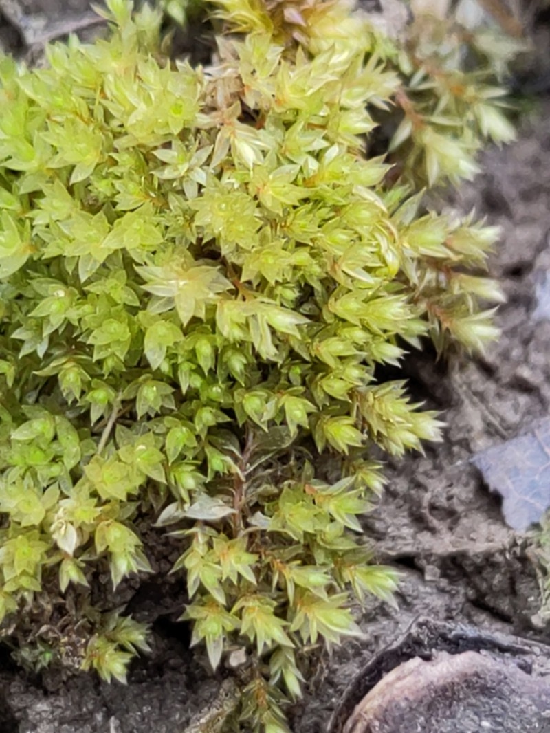 Bryum Moss photo 5