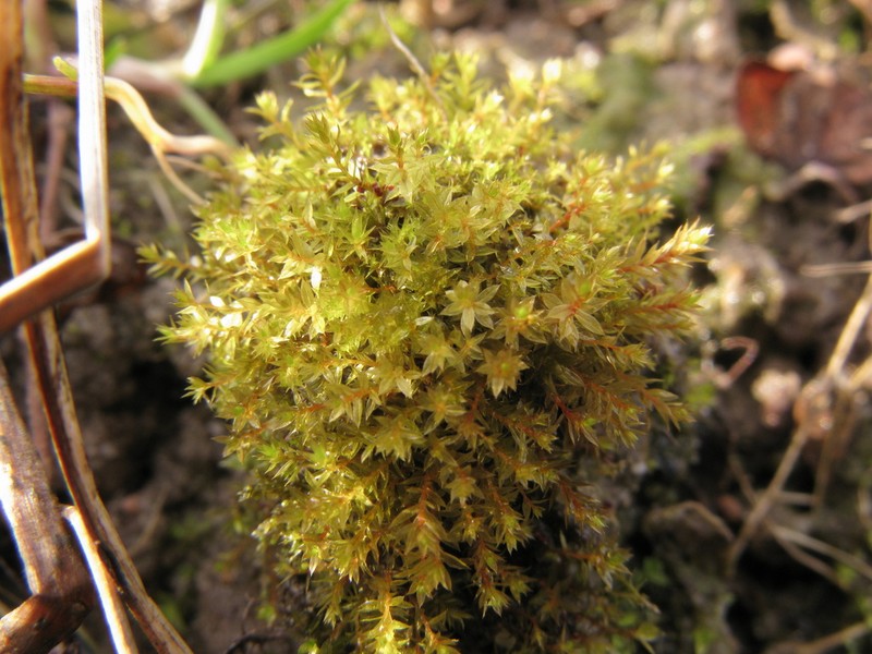 Bryum Moss photo 6