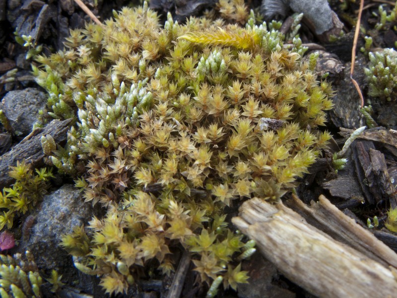 Bryum Moss photo 7
