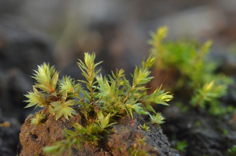 Bryum Moss photo 8