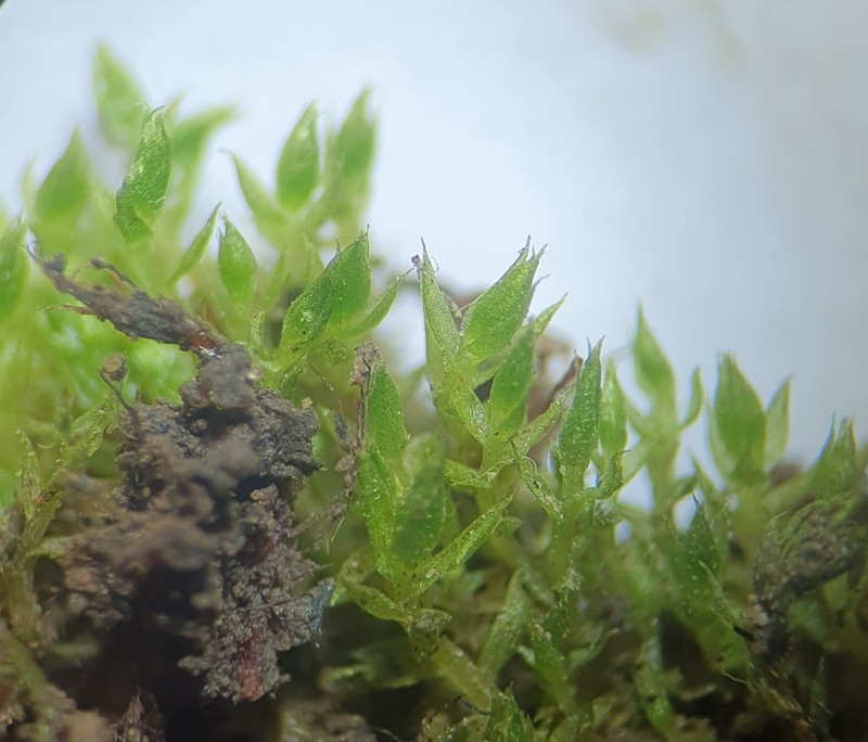 Bryum Moss