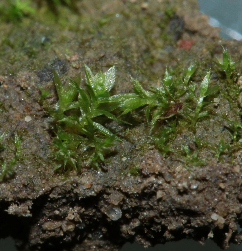 Bryum Moss photo 2