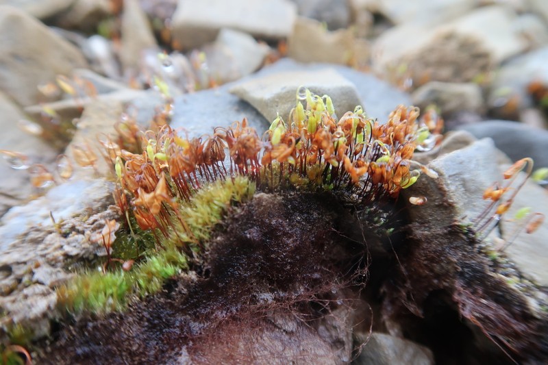Bryum Moss