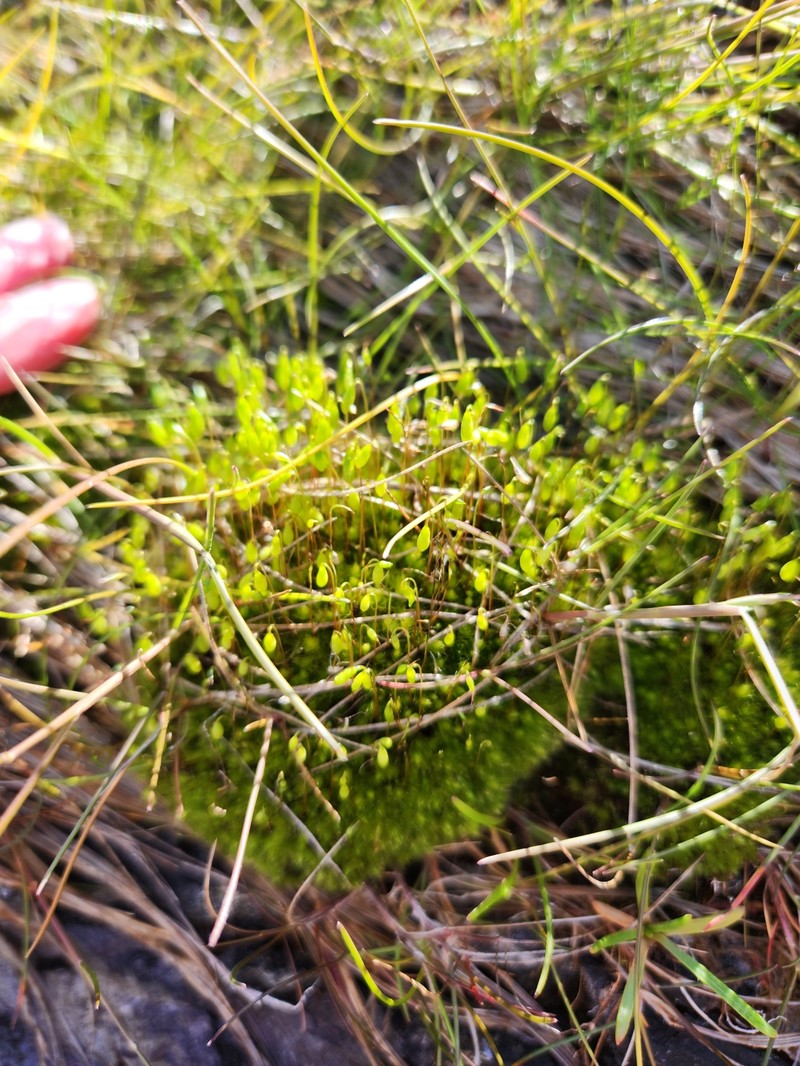 Bryum Moss photo 2