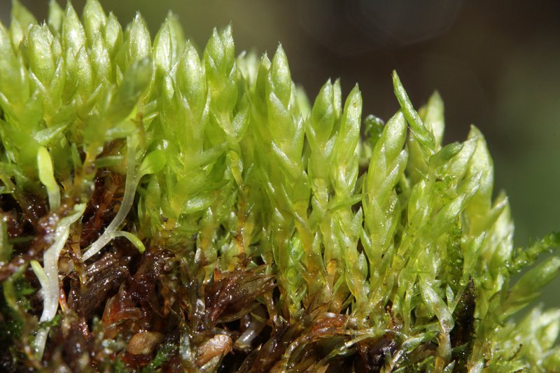 Schleicher's Bryum Moss