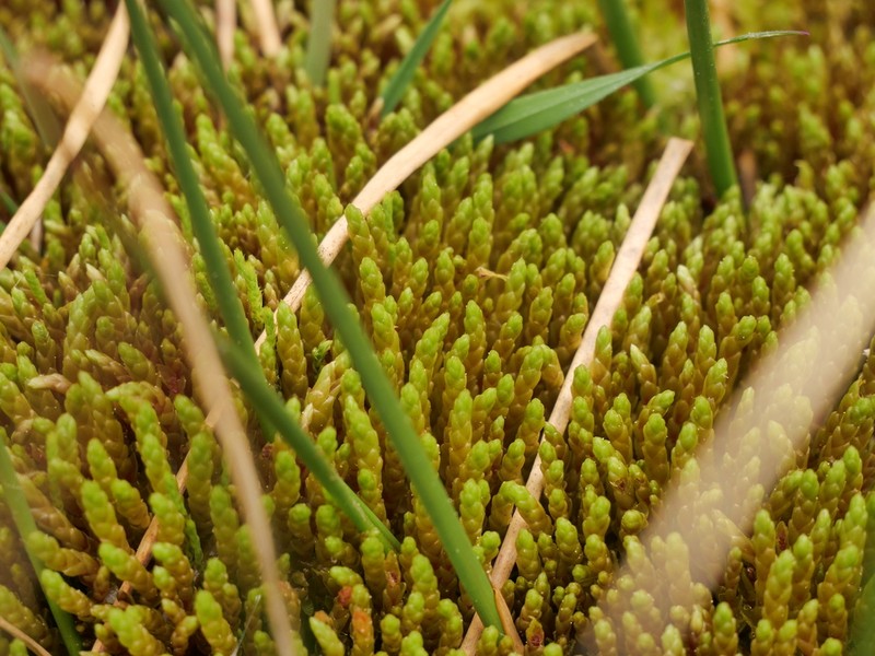 Schleicher's Bryum Moss photo 2