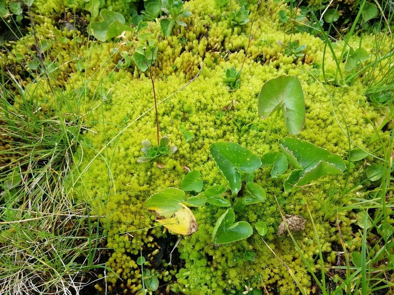 Schleicher's Bryum Moss photo 3