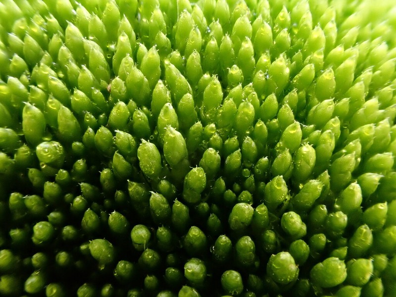 Schleicher's Bryum Moss photo 4